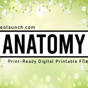 ANATOMY SVG